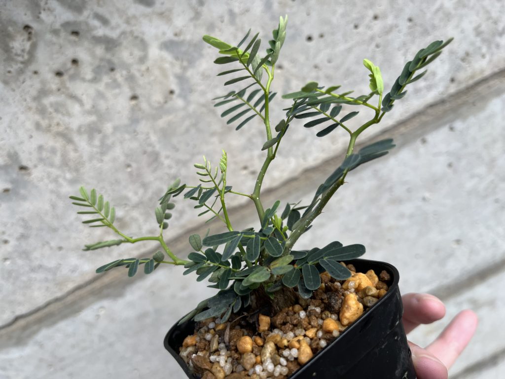 センナ メリディオナリス 実生 - 植物/観葉植物