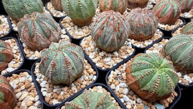 多肉植物、塊根類など写真全部 CODEX | 塊根植物 | Bizarre Plants Fan | あちゃちゃい